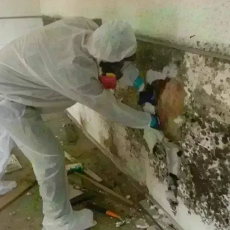 Mold Remediation and Removal in Camden County, NJ